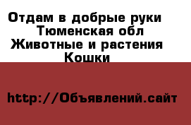 Отдам в добрые руки. - Тюменская обл. Животные и растения » Кошки   
